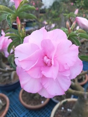 Neriinae