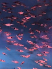 Trigonostigma heteromorpha