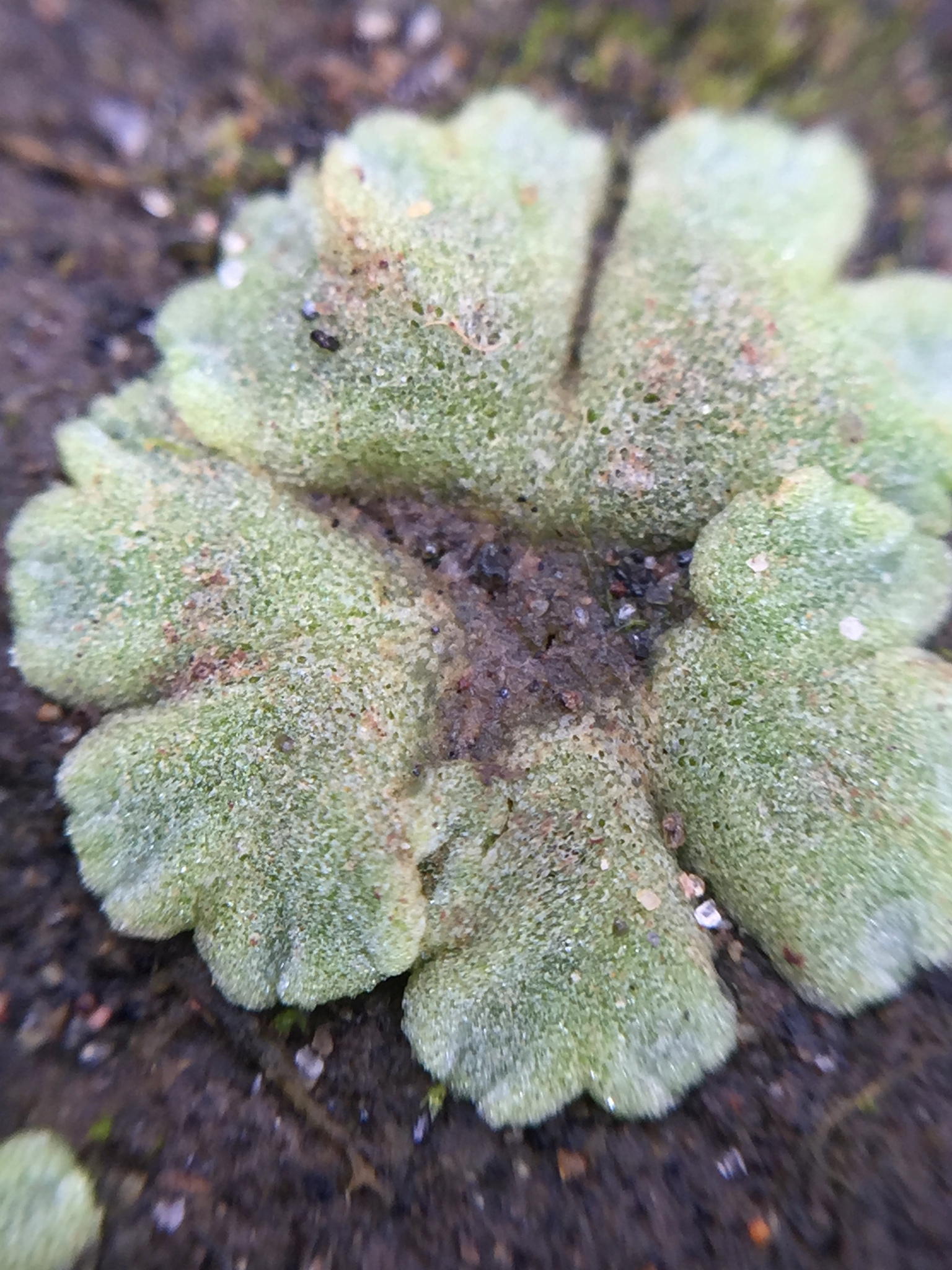 Riccia crystallina