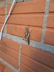 Schistocerca flavofasciata