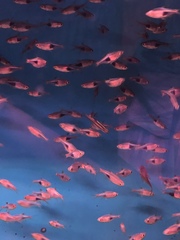 Trigonostigma heteromorpha