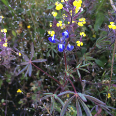 Lupinus nanus