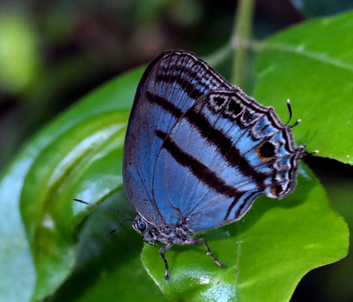 Macusia satyroides