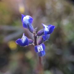 Lupinus nanus
