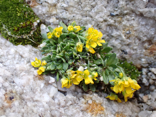 Granite Draba (Draba longisquamosa)
