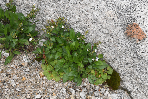 sharsmith's stickseed (Hackelia sharsmithii)