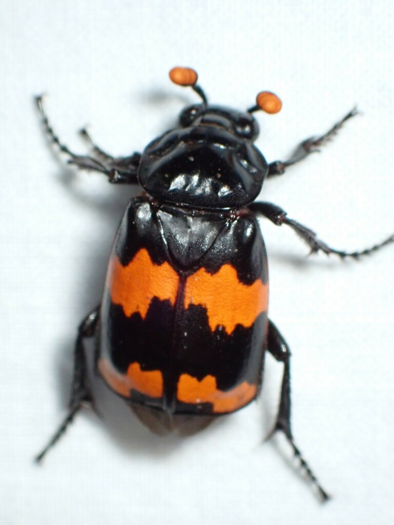 Nicrophorus mexicanus