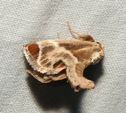 Shagreened Slug Moth photo 6