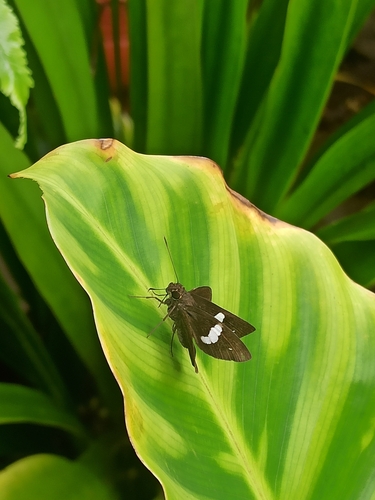 Banded Demon