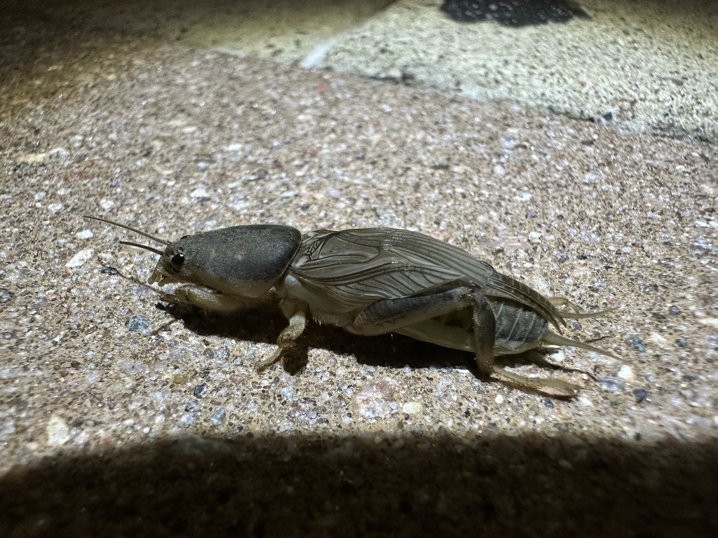 southern mole cricket