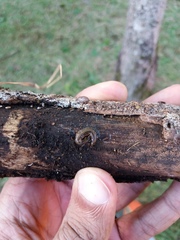 Luteostriata abundans