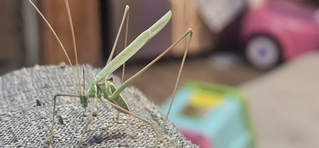Thin-footed Thread-leg Katydid
