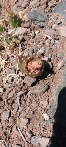 Maihueniopsis archiconoidea