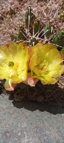 Maihueniopsis leoncito