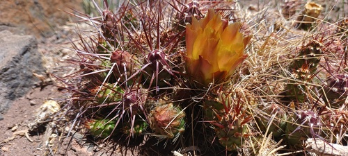 Maihueniopsis leoncito