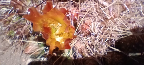 Maihueniopsis archiconoidea