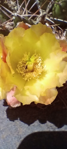 Maihueniopsis archiconoidea