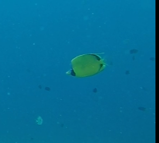 Decorated Butterflyfish