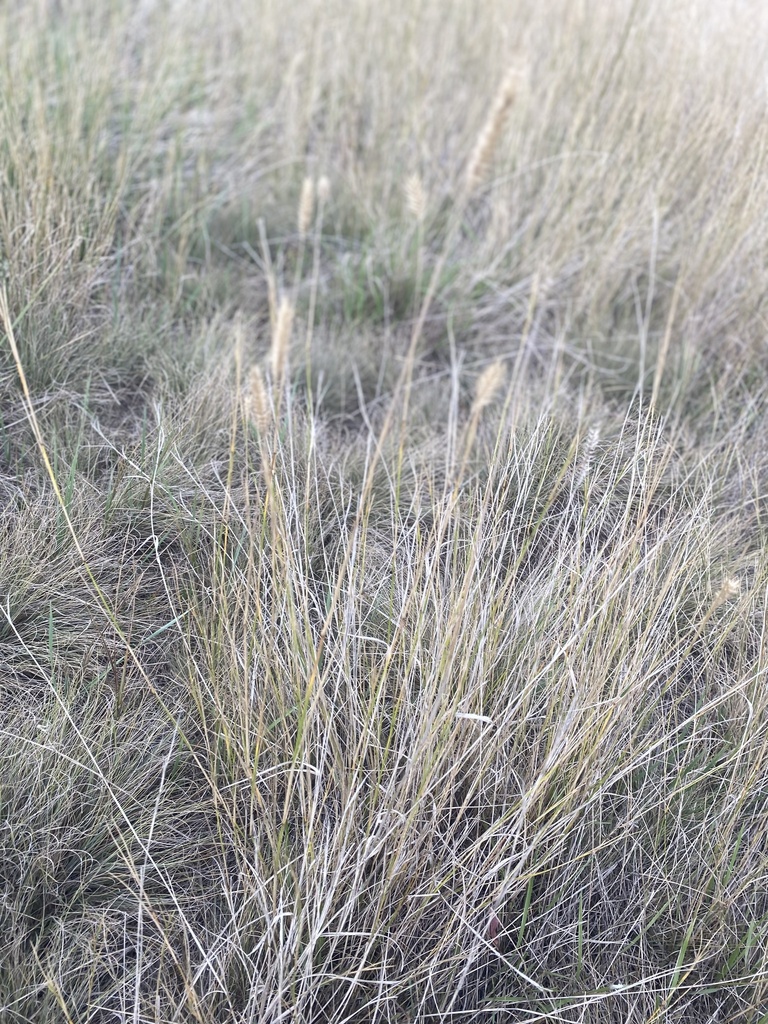 Crested Wheatgrass from Western College of Veterinary Medicine ...