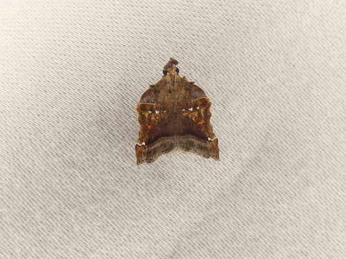 Trumpet Vine Moth photo 4