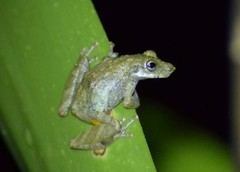 Scinax perpusillus