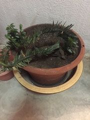 Muehlenbeckia platyclada