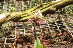 Paphiopedilum