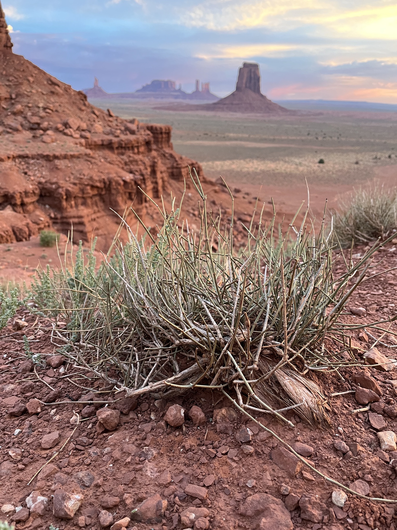 Ephedra torreyana