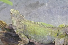 Iguana
