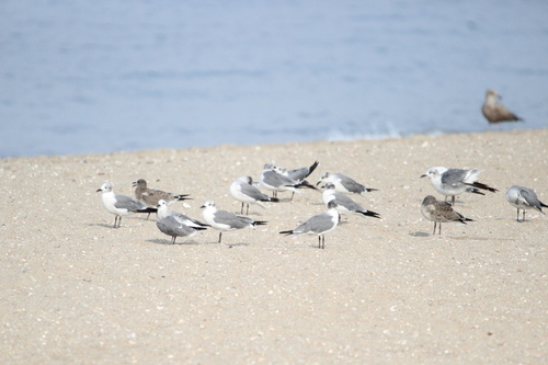 Laughing Gull photographed in Connecticut