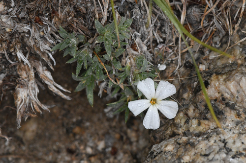 High Sierra phlox (Phlox dispersa)