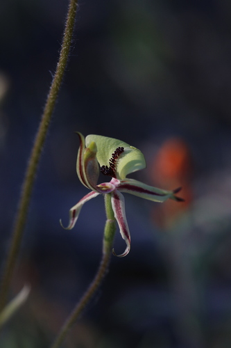 Image of Caladenia roei by (c) Hugo Innes, some rights reserved (CC BY)