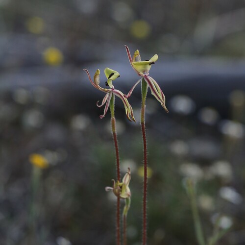 Ant Orchid