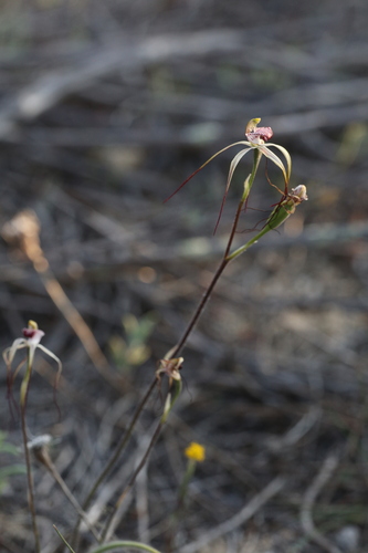Image of Caladenia radialis by (c) Hugo Innes, some rights reserved (CC BY)