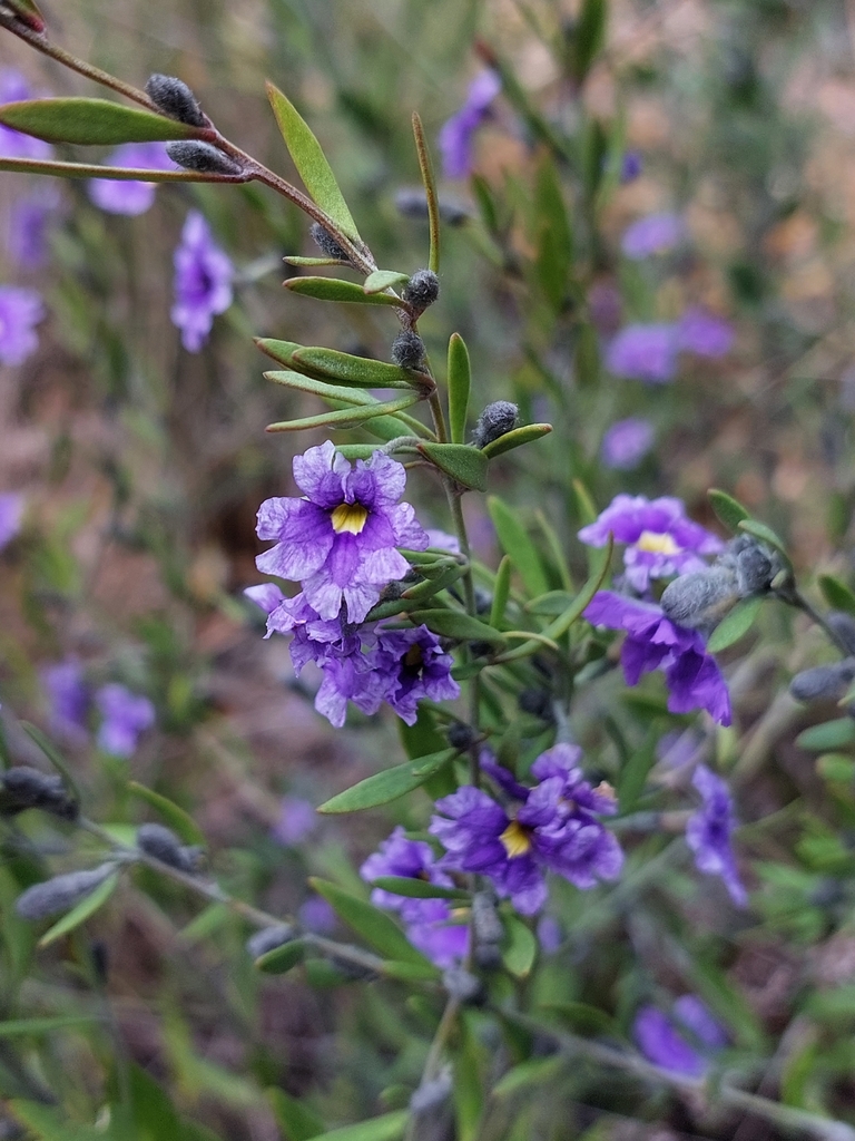 Purple Beauty-bush