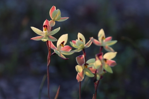lemon-scented sun orchid