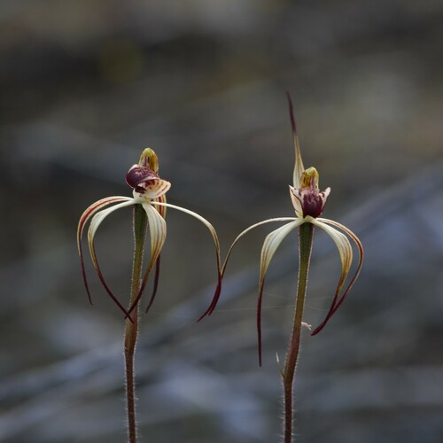 Drooping spider orchid