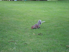 Sciurus carolinensis