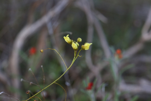 Drosera subhirtella