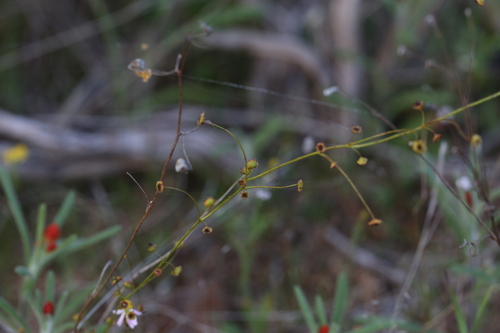 Drosera subhirtella