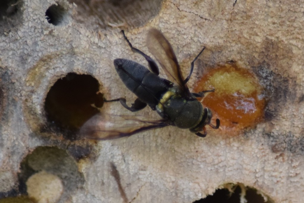 Leucospis cayennensis