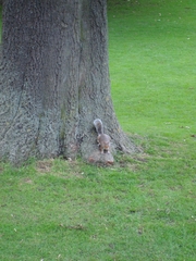 Sciurus carolinensis
