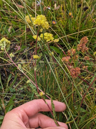 field ivesia (Ivesia campestris)