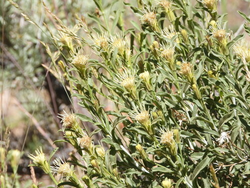 Image of Ericameria discoidea by (c) Jared Shorma, some rights reserved (CC BY)