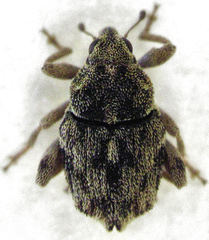 Hypurus bertrandi