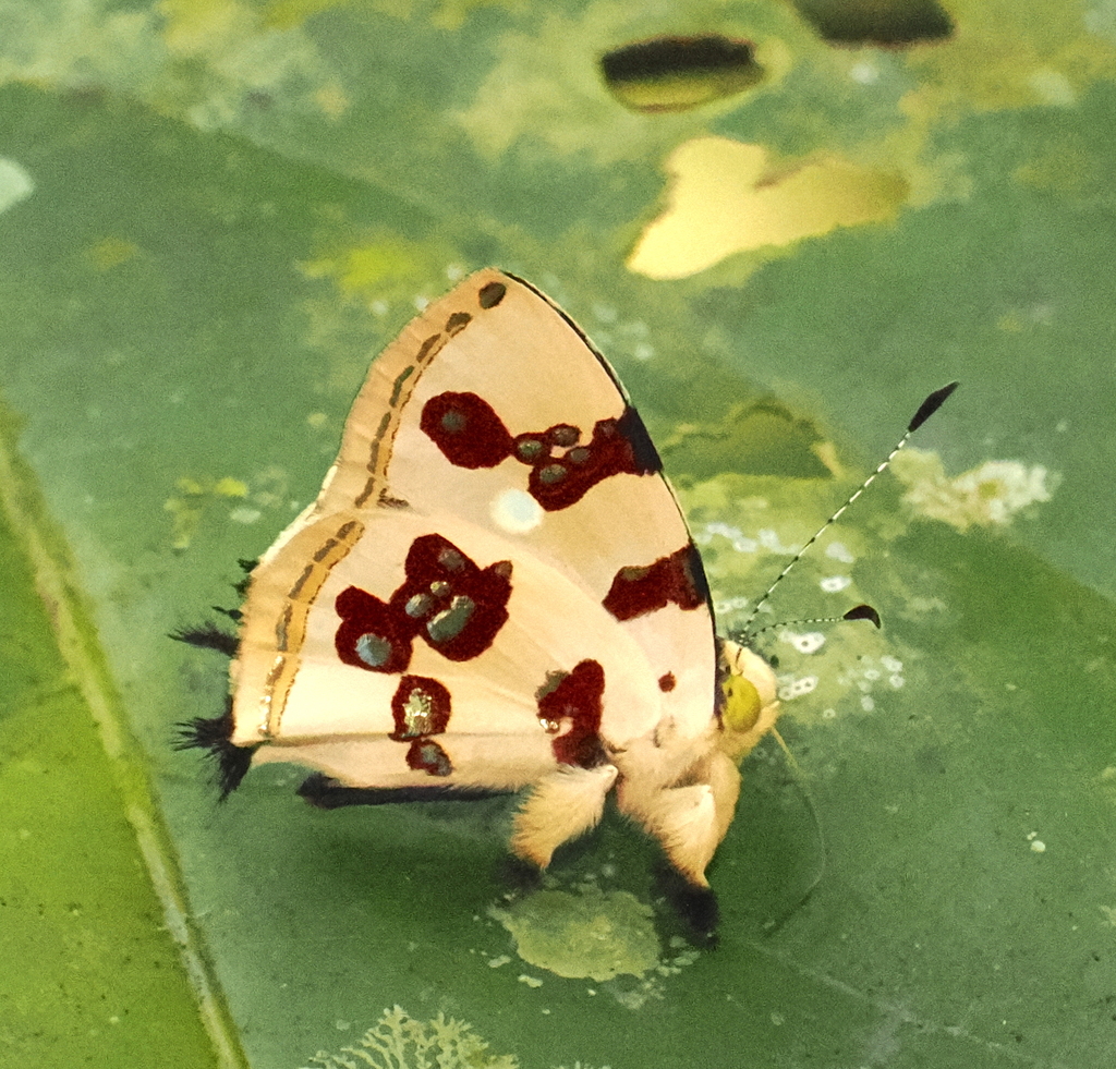 Anteros formosus