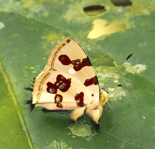 Mariposa diamantina hermosa