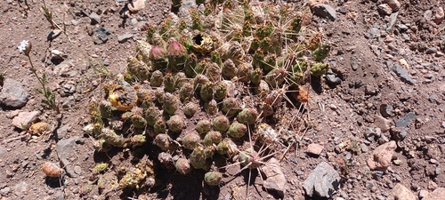 Maihueniopsis archiconoidea