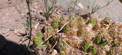 Maihueniopsis archiconoidea