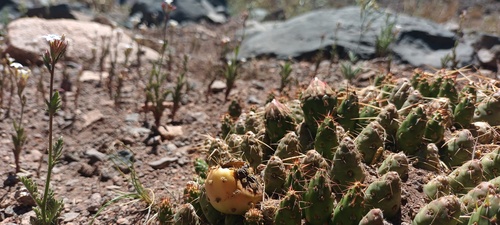 Maihueniopsis archiconoidea